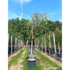 BETULA verrucosa YOUNGII En pot 25-30 litres forme tige hauteur du tronc 180-200 cm