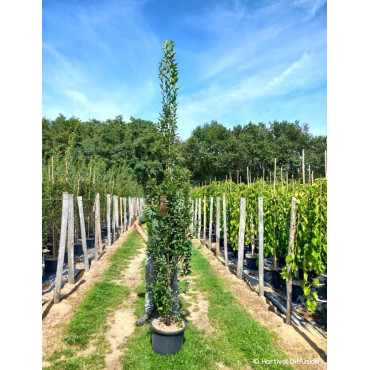 CARPINUS betulus FASTIGIATA En pot de 25-30 litres forme baliveau