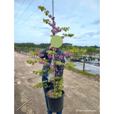 CERCIS siliquastrum En pot de 15-20 litres forme baliveau