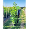 LIQUIDAMBAR styraciflua SLENDER SILHOUETTE En pot de 15-20 litres forme baliveau