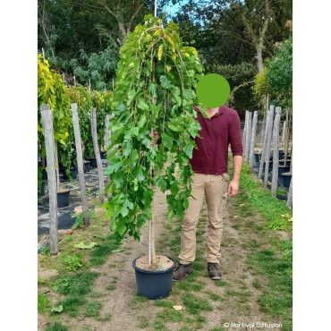 MORUS alba PENDULA En pot de 35-50 litres forme tige hauteur du tronc 180-200 cm