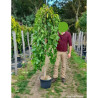 MORUS alba PENDULA En pot de 35-50 litres forme tige hauteur du tronc 180-200 cm