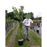 PRUNUS serrulata AMANOGAWA En pot 15-20 litres forme forme baliveau