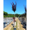 PRUNUS cerasifera ATROPURPUREA En pot de 25-30 litres forme tige hauteur du tronc 180-200 cm