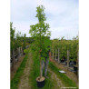 QUERCUS palustris En pot de 15-20 litres forme baliveau