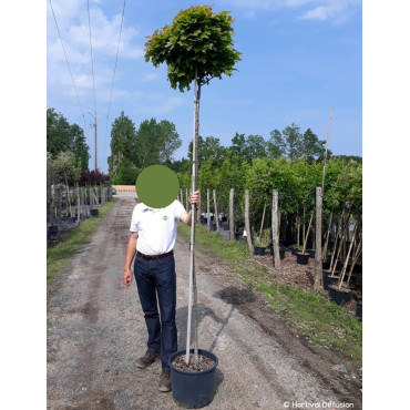 QUERCUS palustris GREEN DWARF En pot de 25-30 litres forme tige hauteur du tronc 180-200 cm