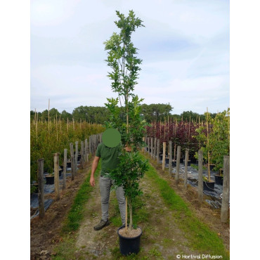 QUERCUS palustris GREEN PILLAR En pot de 25-30 litres forme baliveau