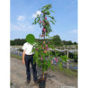 ROBINIA margaretta CASQUE ROUGE En pot de 10-12 litres forme baliveau