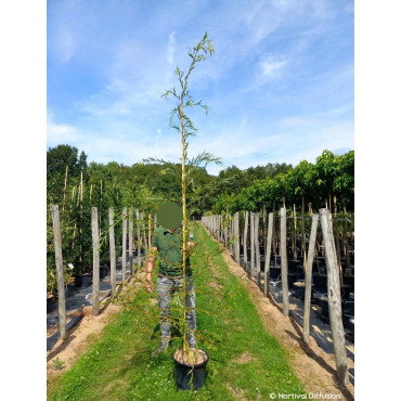 SALIX sepulcralis TRISTIS En pot de 15-20 litres forme baliveau