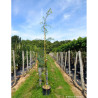 SALIX sepulcralis TRISTIS En pot de 15-20 litres forme baliveau