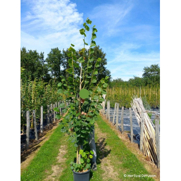 TILIA platyphyllos RUBRA En pot de 15-20 litres forme baliveau