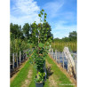 TILIA platyphyllos RUBRA En pot de 15-20 litres forme baliveau