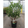 ARBUTUS unedo COMPACTA En pot de 10-12 litres