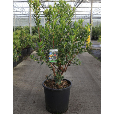 ARBUTUS unedo COMPACTA En pot de 25-30 litres