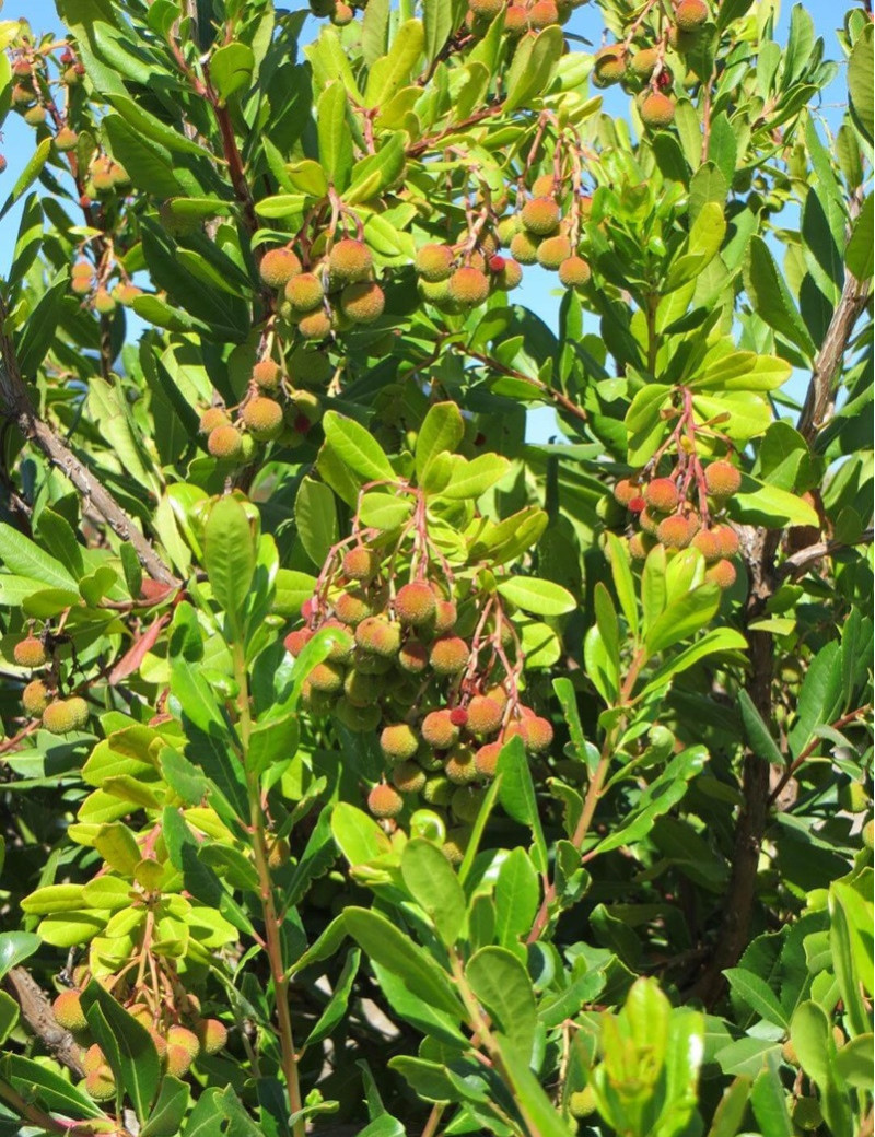 ARBUTUS unedo COMPACTA