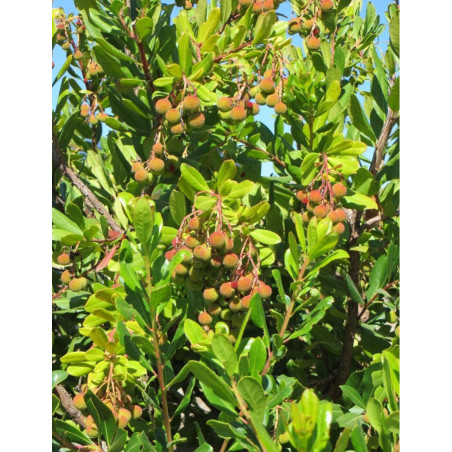 ARBUTUS unedo COMPACTA