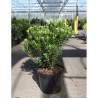 ARBUTUS unedo MERCURIUS En pot de 10-12 litres