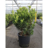 ARBUTUS unedo MERCURIUS En pot de 25-30 litres