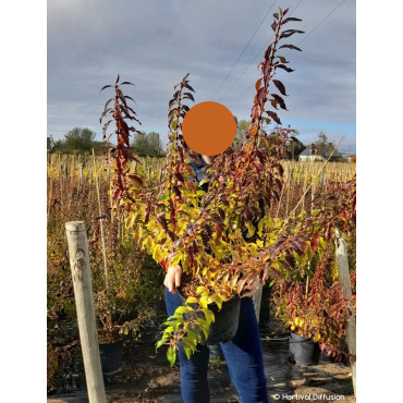 FORSYTHIA intermedia MIKADOR En pot de 10-12 litres