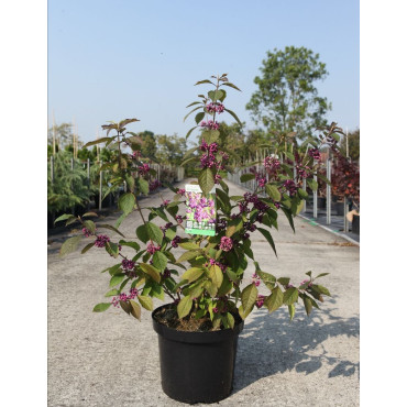 CALLICARPA bodinieri PROFUSION En pot de 10-12 litres