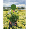 HYDRANGEA paniculata LITTLE HOTTIE En pot de 4-5 litres