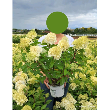 HYDRANGEA paniculata En pot de 4-5 litres