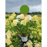 HYDRANGEA paniculata En pot de 4-5 litres