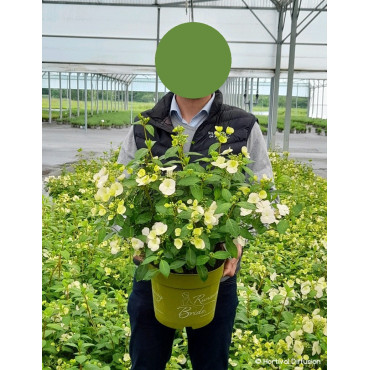 HYDRANGEA RUNAWAY BRIDE En pot de 5-7 litres