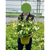 HYDRANGEA RUNAWAY BRIDE En pot de 5-7 litres