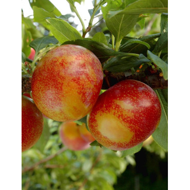 PLUOT FLAVOR CANDY® (Prunus)