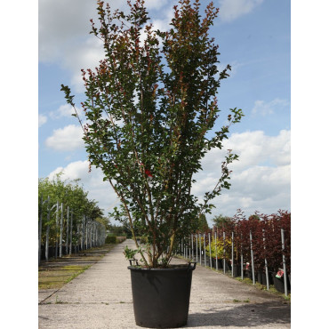 LAGERSTROEMIA En pot de 90-110 litres forme buisson