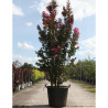 LAGERSTROEMIA En pot de 70-90 litres forme buisson