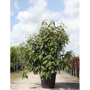 VIBURNUM RHYTIDOPHYLLUM En pot de 70-90 litres