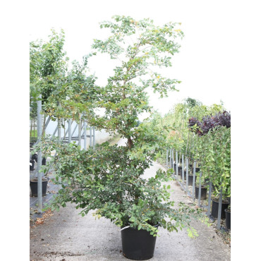 ULMUS minor SUBEROSA En pot de 70-90 litres forme buisson hauteur 250-300 cm