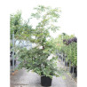 ULMUS minor SUBEROSA En pot de 70-90 litres forme buisson hauteur 250-300 cm