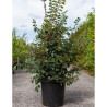 ULMUS minor SUBEROSA En pot de 30-35- litres forme buisson hauteur 125-150 cm