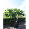 PAULOWNIA tomentosa (Paulownia, arbre impérial) En pot de 250-300 litre forme cépée hauteur 300-350 cm