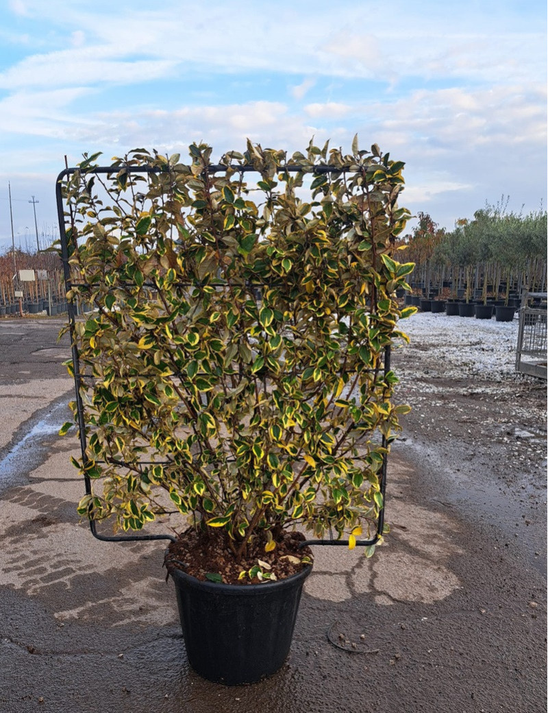 ELAEAGNUS ebbingei Gilt hedge En pot de 35-50 litres forme espalier hauteur 115 cm - largeur 100 cm