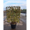 ELAEAGNUS ebbingei Gilt hedge En pot de 35-50 litres forme espalier hauteur 115 cm - largeur 100 cm