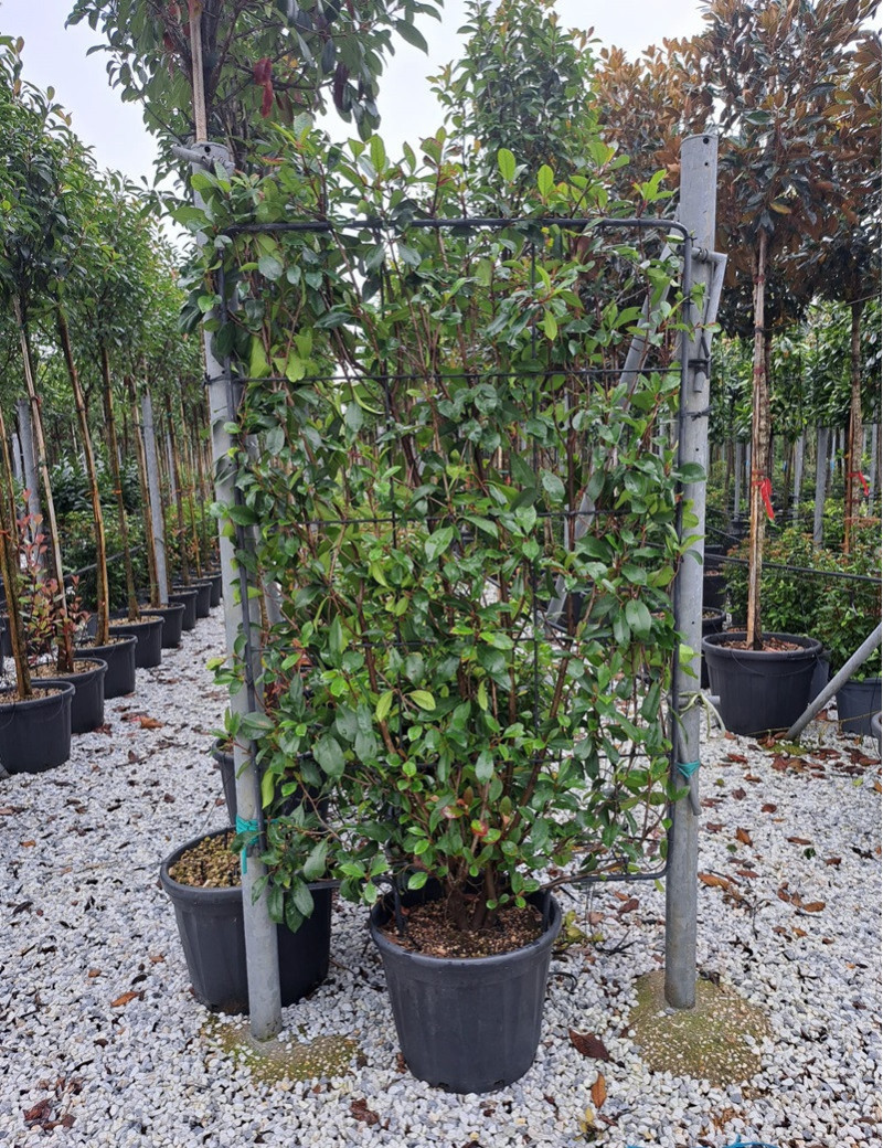 PHOTINIA fraseri RED ROBIN En pot de 35-50 litres forme espalier hauteur 150 cm - largeur 100 cm