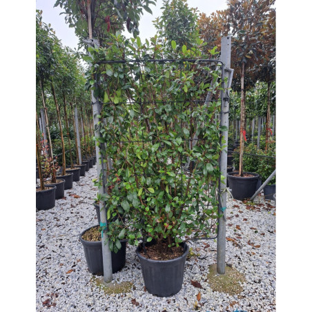 PHOTINIA fraseri RED ROBIN En pot de 35-50 litres forme espalier hauteur 150 cm - largeur 100 cm