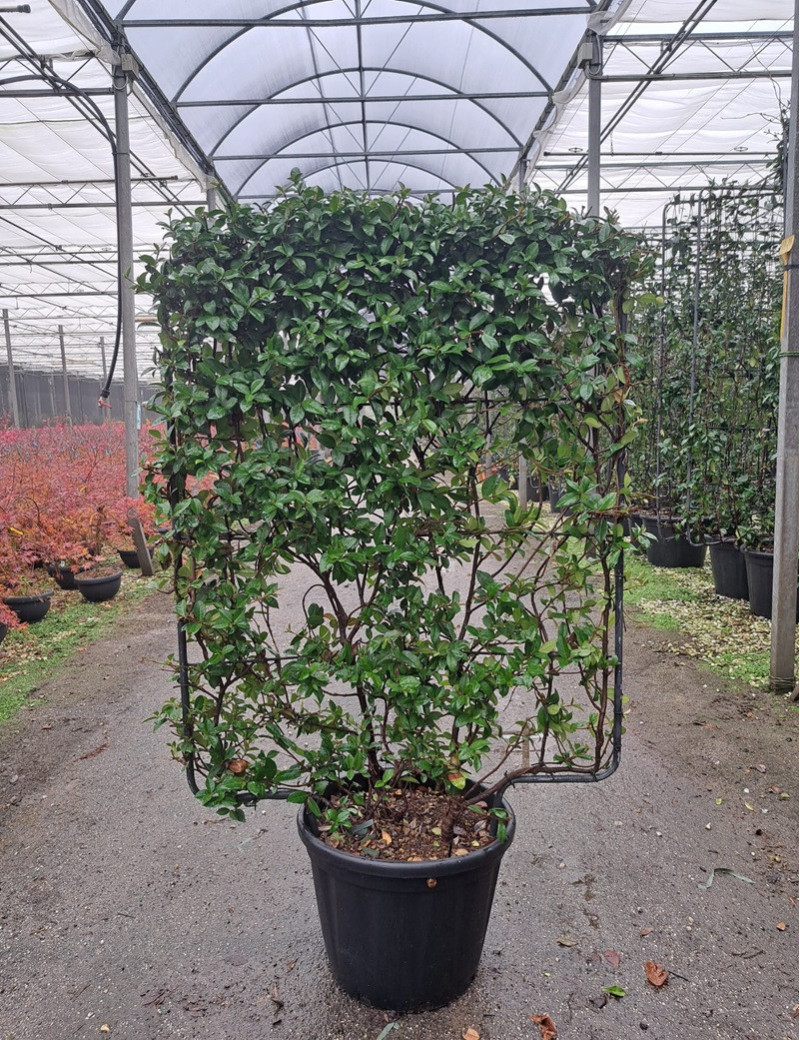 TRACHELOSPERMUM jasminoides En pot de 35-50 litres forme espalier hauteur 115 cm - largeur 100 cm