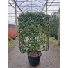 TRACHELOSPERMUM jasminoides En pot de 35-50 litres forme espalier hauteur 115 cm - largeur 100 cm