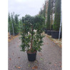 PRUNUS lusitanica En pot de 15-20 litres forme espalier hauteur totale y compris le pot 110 cm - largeur 060 cm