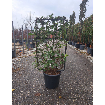 PHOTINIA fraseri PINK MARBLE® En pot de 15-20 litres forme espalier hauteur totale y compris le pot 110 cm - largeur 060 cm