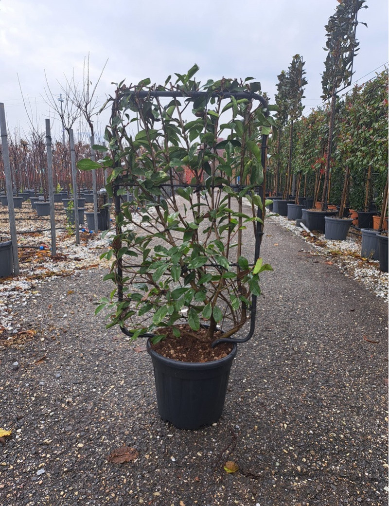 PHOTINIA fraseri PINK MARBLE® En pot de 15-20 litres forme espalier hauteur totale y compris le pot 110 cm - largeur 060 cm