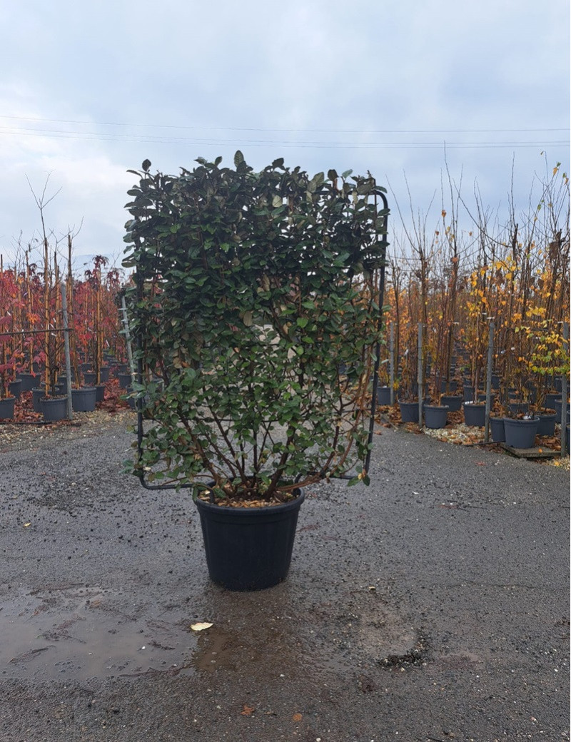 ELAEAGNUS ebbingei En pot de 35-50 litres forme espalier hauteur 115 cm - largeur 100 cm