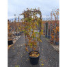 WISTERIA En pot de 35-50 litres forme espalier hauteur 150 cm - largeur 55 cm