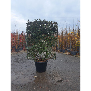 ELAEAGNUS ebbingei En pot forme espalier