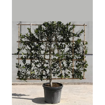 ILEX NELLIE R. STEVENS (Houx) En pot forme espalier